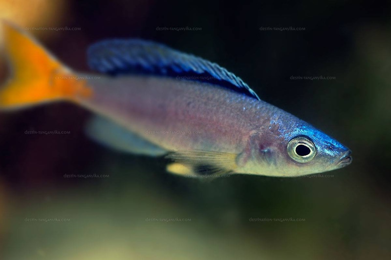 Cyprichromis leptosoma 'Isanga Bay'